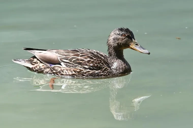 Vögel – Dolomiten, Stockente, Frühling