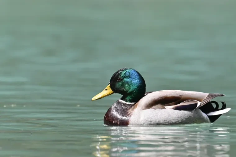 Vögel – Dolomiten, Stockente, Frühling