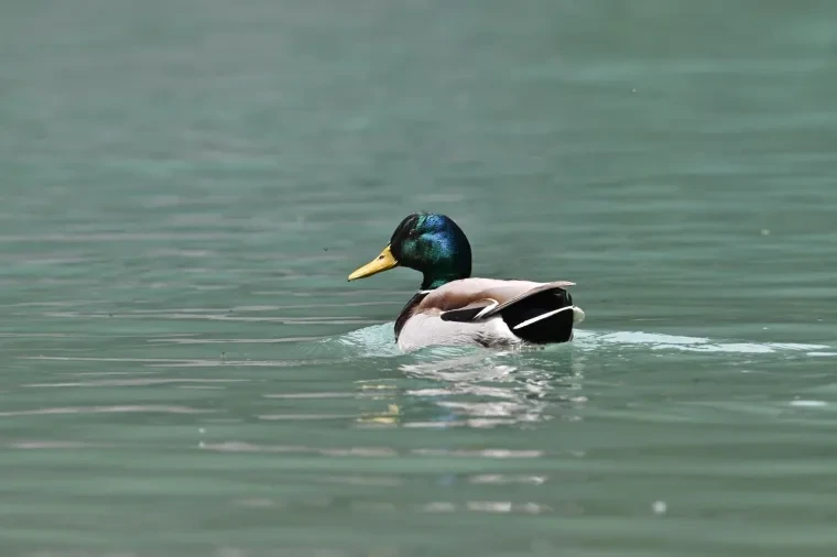 Vögel – Dolomiten, Stockente, Frühling
