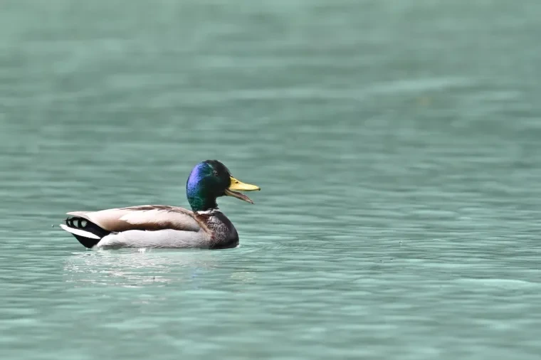 Vögel – Dolomiten, Stockente, Frühling