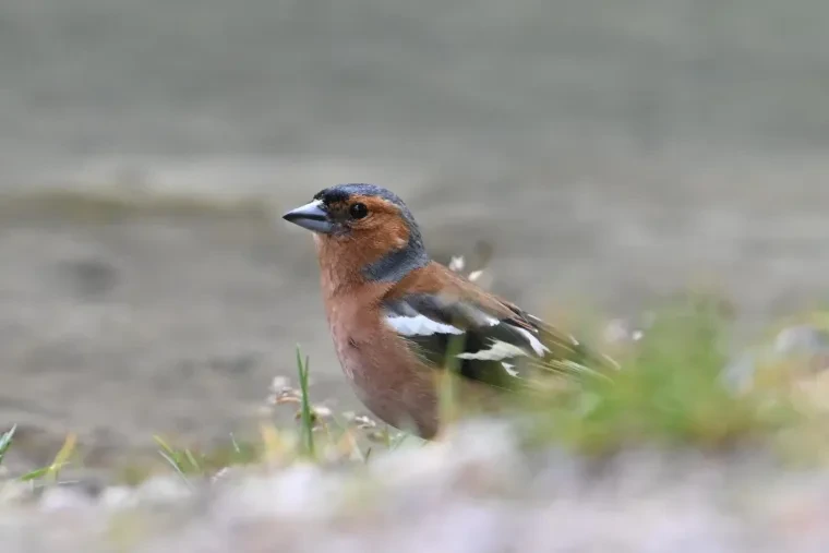 Vögel – Dolomiten, Buchfink, Frühling