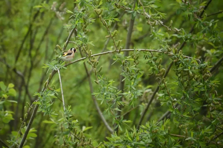 Vögel – Dolomiten, Vogel, Frühling