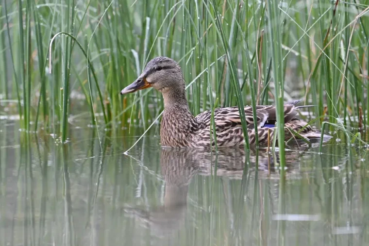 Vögel – Dolomiten, Ente, Frühling