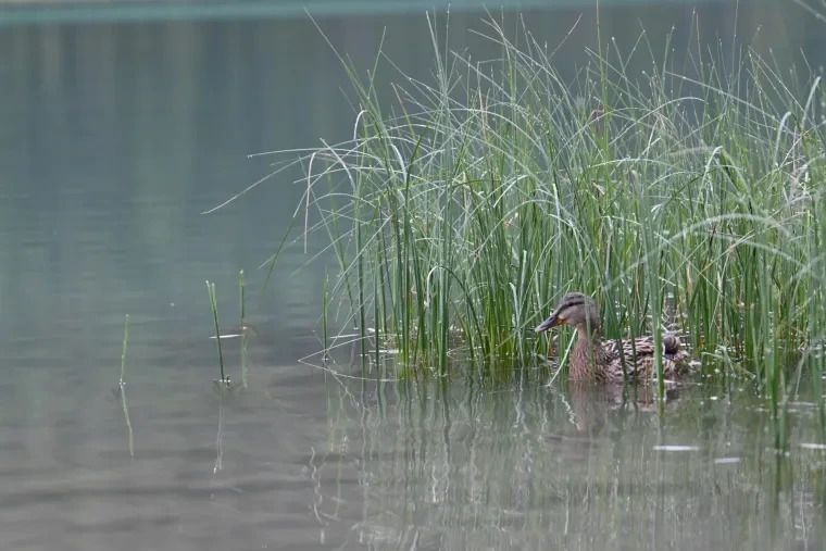 Vögel – Dolomiten, Stockente, Frühling