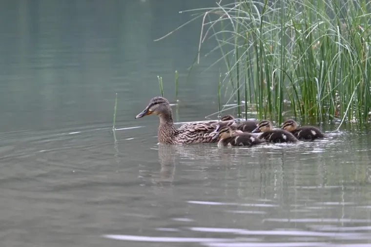 Vögel – Dolomiten, Stockente, Frühling