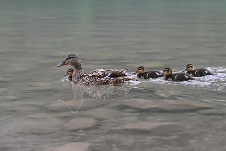 Vögel – Dolomiten, Stockente, Frühling