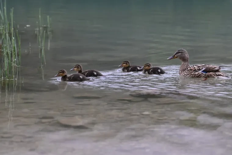 Vögel – Dolomiten, Stockente, Frühling
