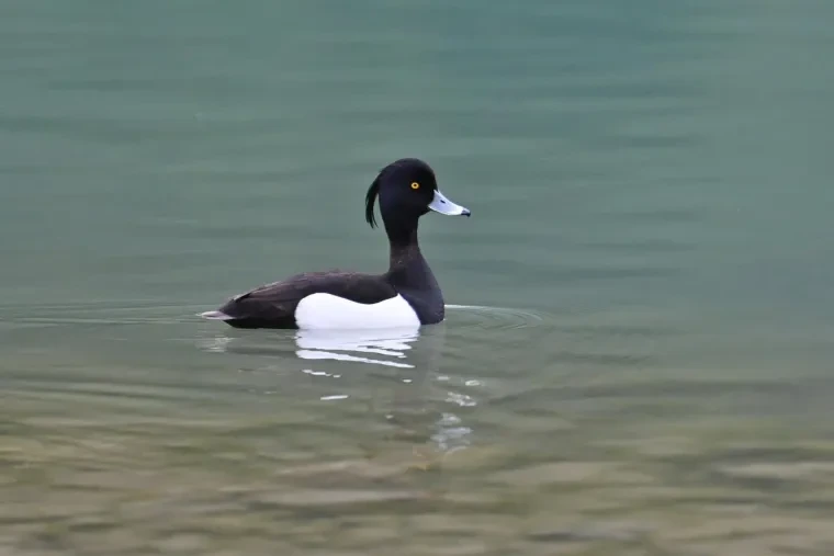 Vögel – Dolomiten, Reiherente, Frühling