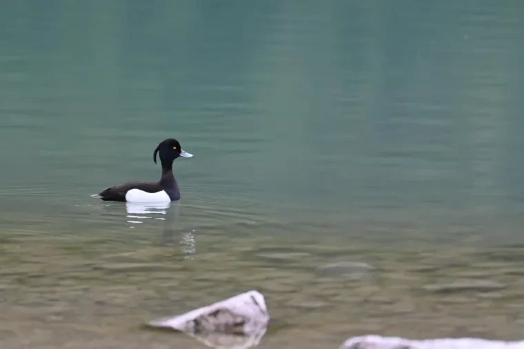 Vögel – Dolomiten, Reiherente, Frühling
