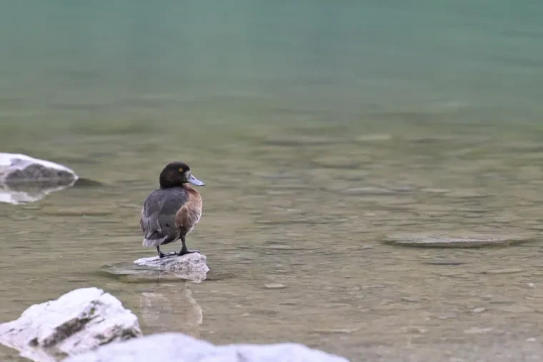 Vögel – Dolomiten, Vogel, Frühling