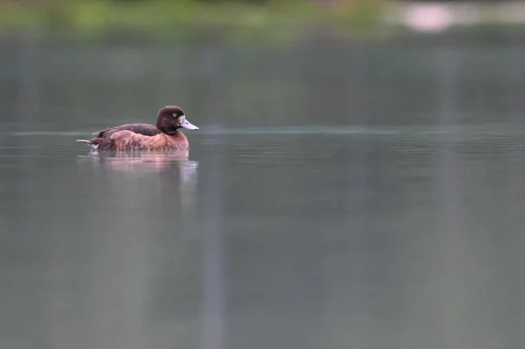 Vögel – Dolomiten, Ente, Frühling