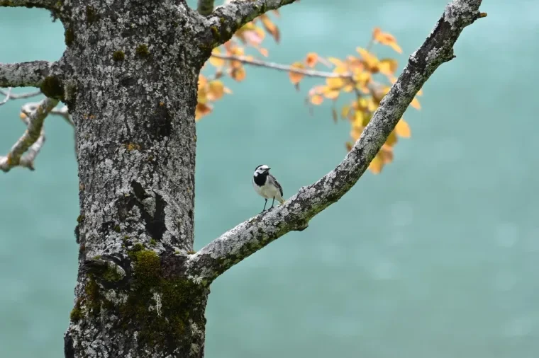 Vögel – Dolomiten, Vogel, Frühling