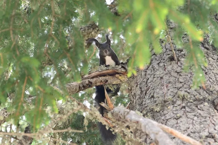 Vögel – Dolomiten, Vogel, Frühling