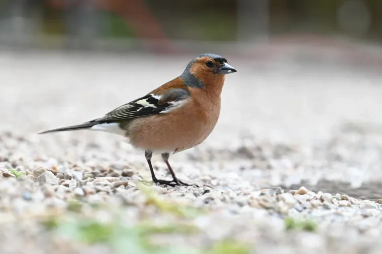 Vögel – Dolomiten, Buchfink, Frühling