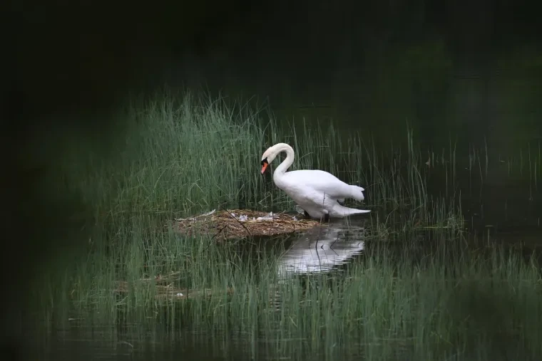 Vögel – Dolomiten, Höckerschwan, Frühling