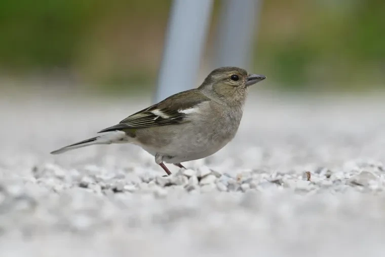 Vögel – Dolomiten, Buchfink, Frühling