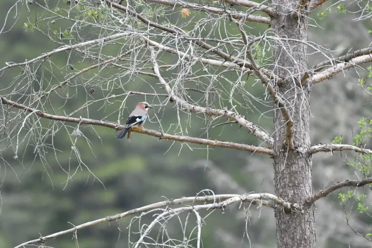 Vögel – Dolomiten, Vogel, Frühling