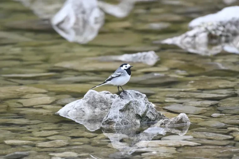 Vögel – Dolomiten, Bachstelze, Frühling