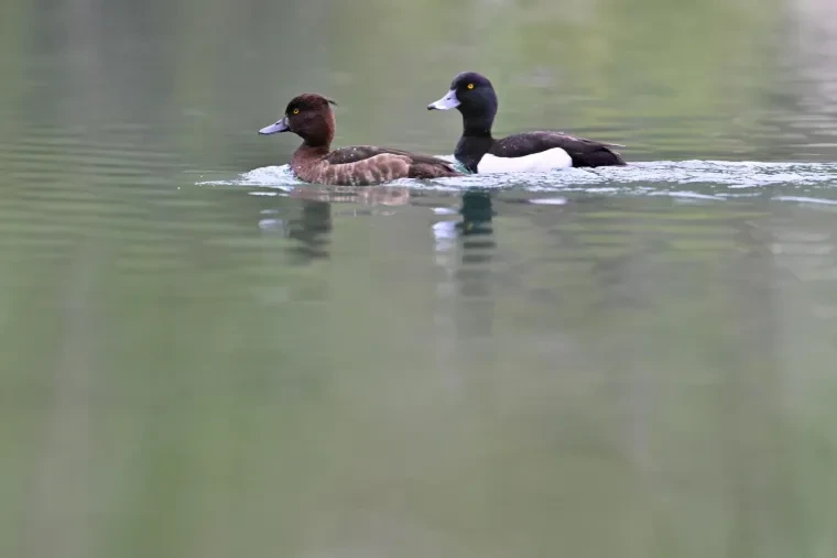 Vögel – Dolomiten, Tafelente, Frühling