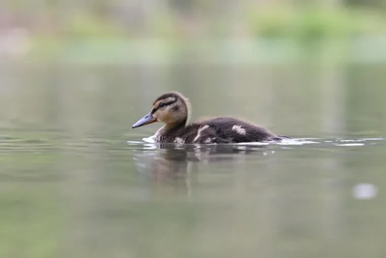 Vögel – Dolomiten, Stockente, Frühling