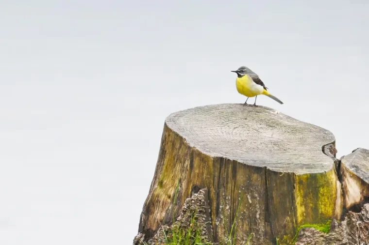 Vögel – Dolomiten, Bachstelze, Frühling