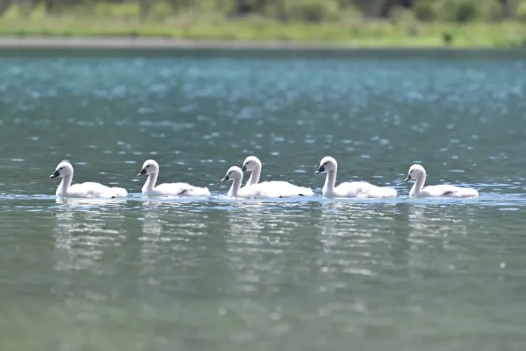 Vögel – Dolomiten, Höckerschwan, Frühling