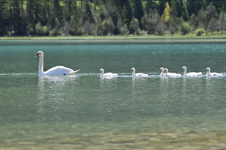 Vögel – Dolomiten, Höckerschwan, Frühling
