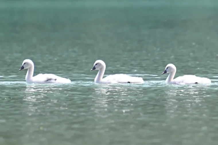 Vögel – Dolomiten, Höckerschwan, Frühling