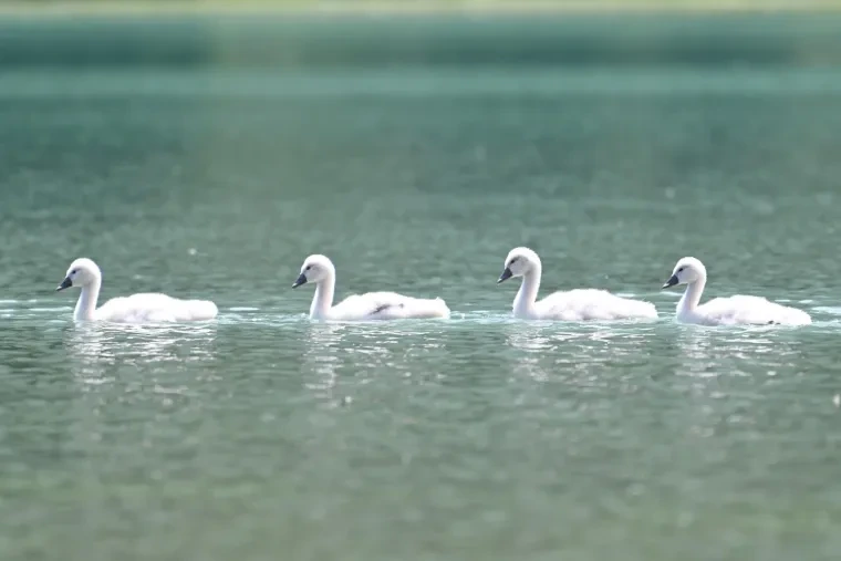 Vögel – Dolomiten, Höckerschwan, Frühling