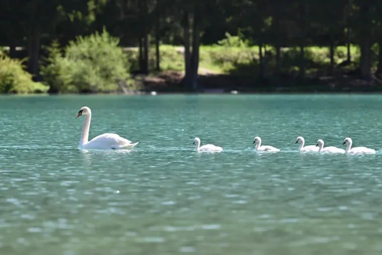 Vögel – Dolomiten, Höckerschwan, Frühling