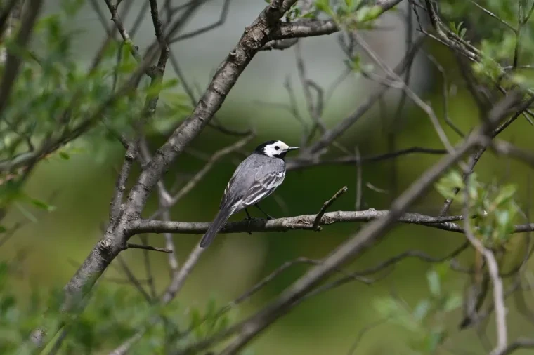 Vögel – Dolomiten, Vogel, Frühling
