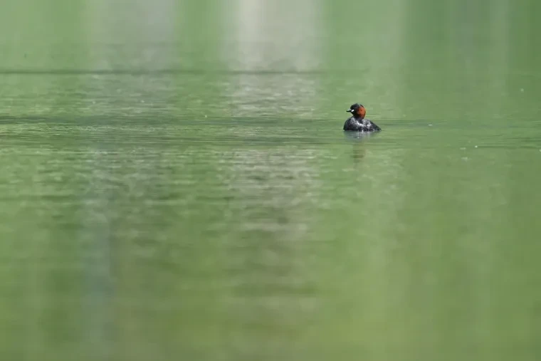 Vögel – Dolomiten, Vogel, Frühling