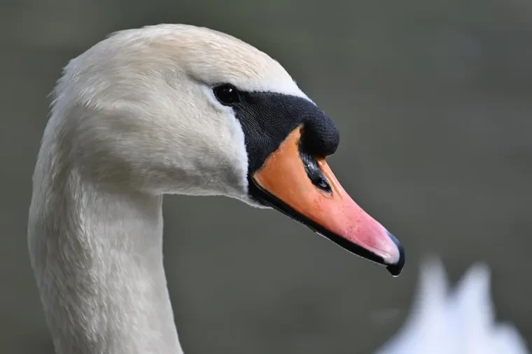 Vögel – Dolomiten, Höckerschwan, Frühling
