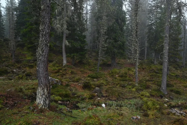Landschaft – Dolomiten, Wald, Malerisch, Frühling