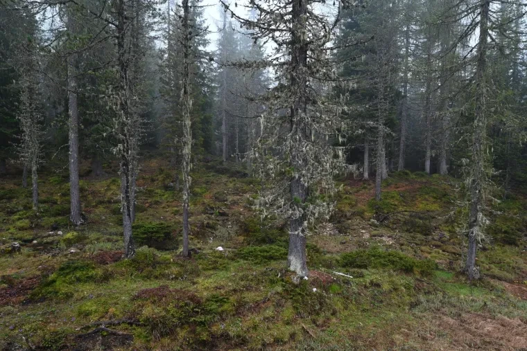Landschaft – Dolomiten, Wald, Malerisch, Frühling