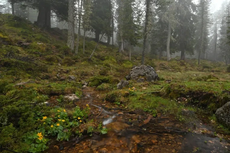 Landschaft – Dolomiten, Wald, Malerisch, Frühling