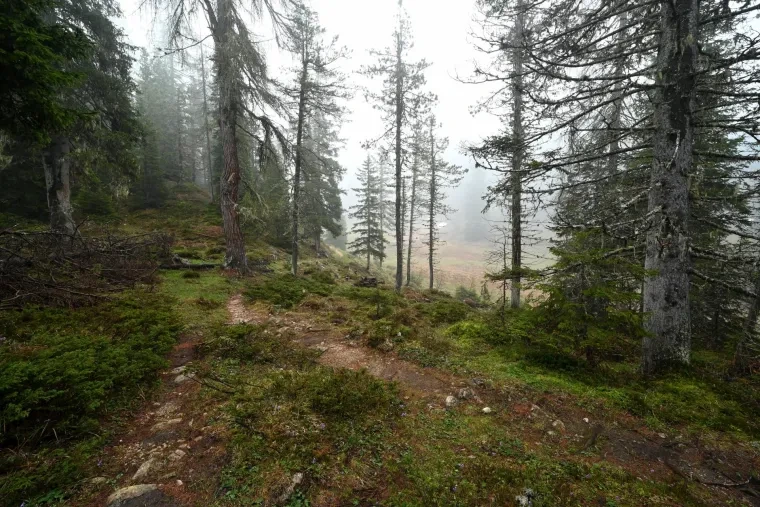 Landschaft – Dolomiten, Wald, Malerisch, Frühling