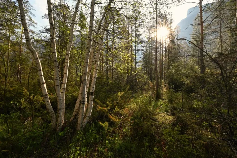 Landschaft – Dolomiten, Wald, Sonnenaufgang, Frühling