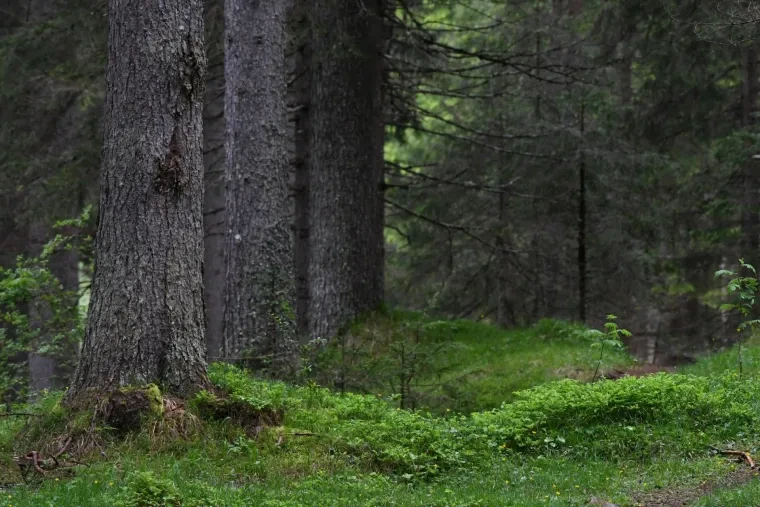 Landschaft – Dolomiten, Wald, Malerisch, Frühling