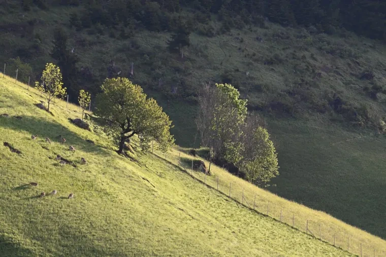 Landschaft – Dolomiten, Wiese, Malerisch, Frühling