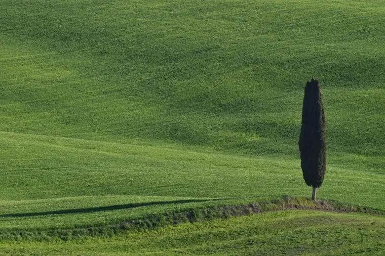 Landschaft – Toskana, Hügelland,Kulturlandschaft, Abendlicht,Goldene Stunde,Warm, Frühling