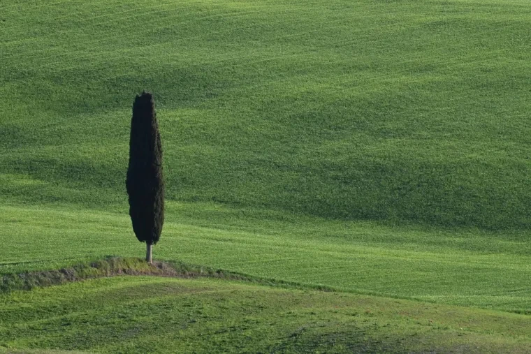 Landschaft – Toskana, Hügelland,Kulturlandschaft, Abendlicht,Goldene Stunde,Warm, Frühling