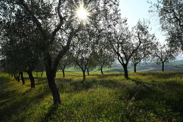 Landschaft – Toskana, Hügelland,Kulturlandschaft, Morgennebel,Morgenlicht,Mystisch, Frühling