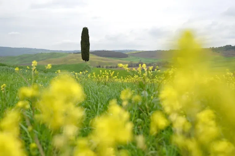 Landschaft – Toskana, Hügelland,Kulturlandschaft, Malerisch, Frühling