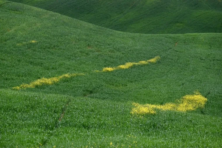Landschaft – Toskana, Hügelland,Kulturlandschaft, Nebel,Morgenlicht,Malerisch, Frühling