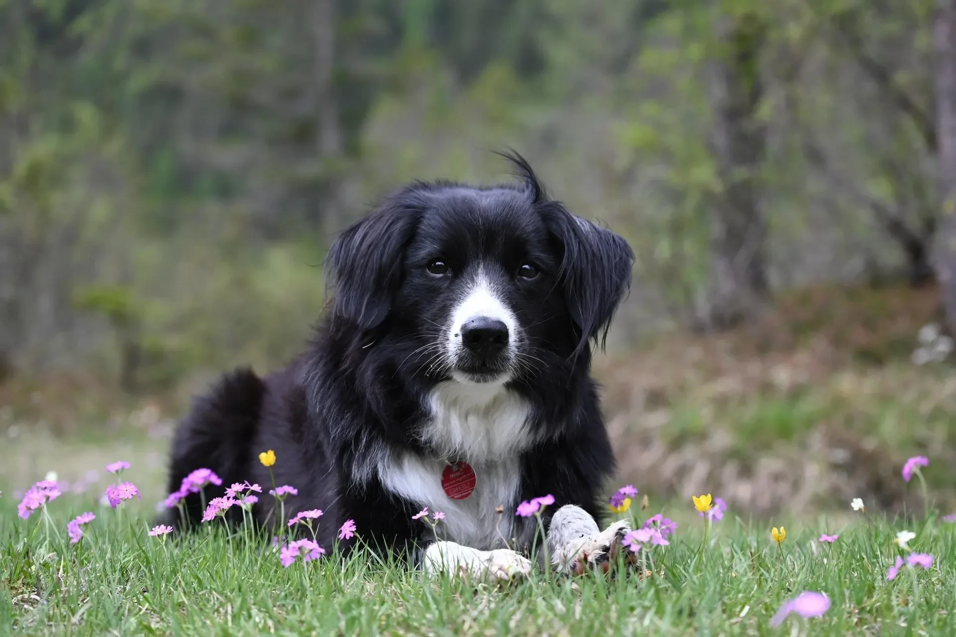 Haustiere – Dolomiten,Toblacher See, Hund, Frühling