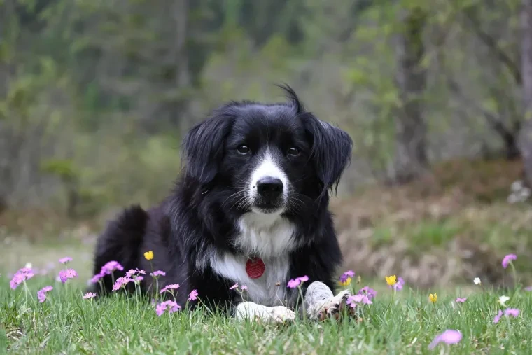 Säugetiere – Dolomiten, Hund, Frühling