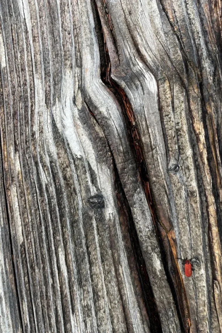Atelier Natur – Dolomiten, Frühling