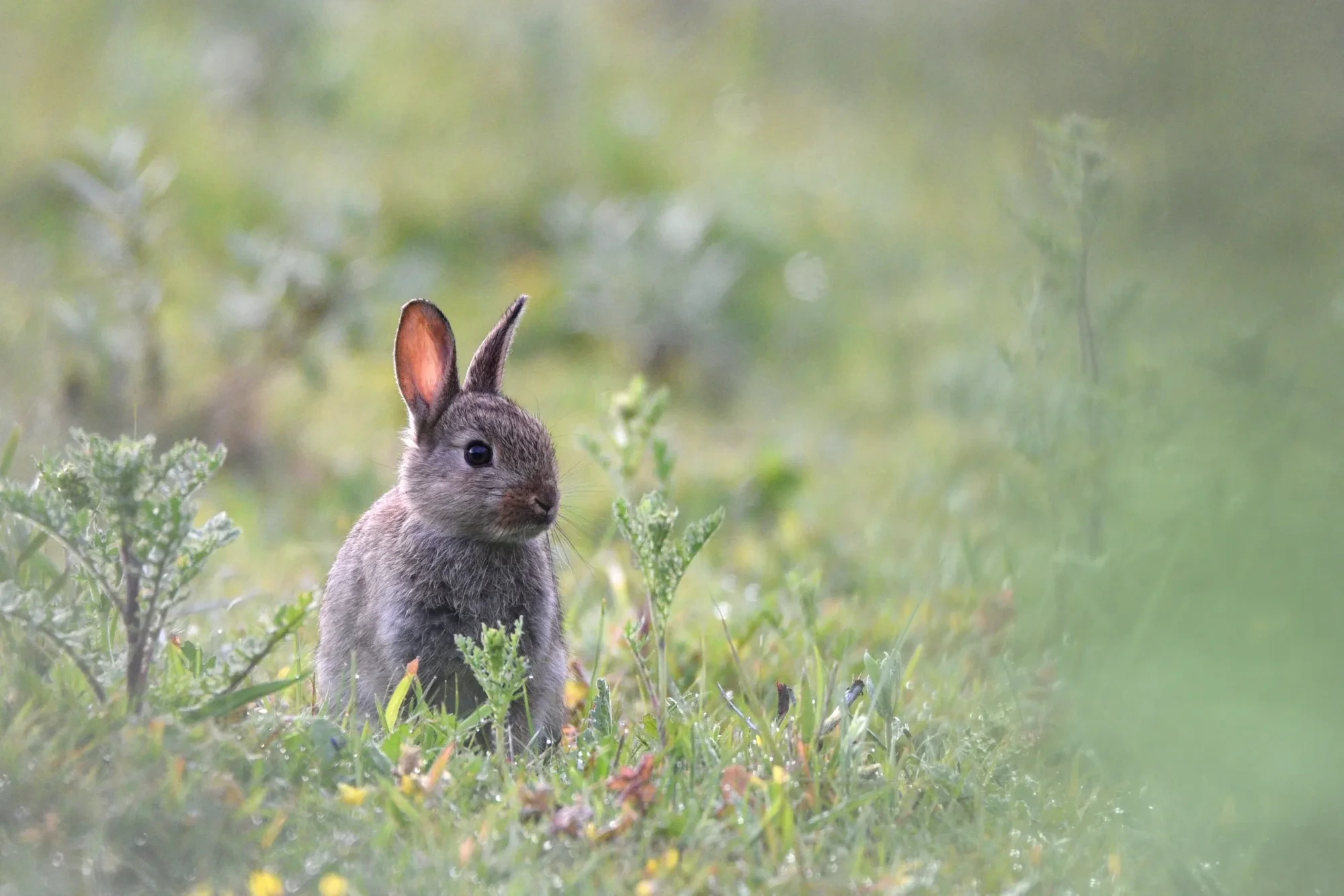 Säugetiere – Kennemerland, Wildkaninchen, Malerisch, Sommer