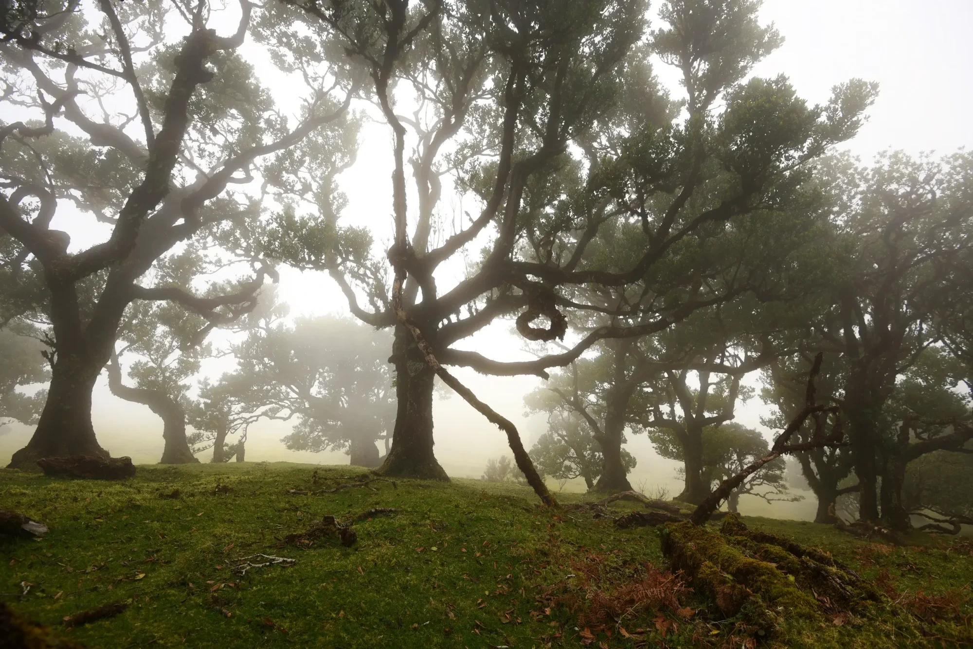 Landschaft – Madeira,Fanal, Malerisch,Mystisch,Nebel